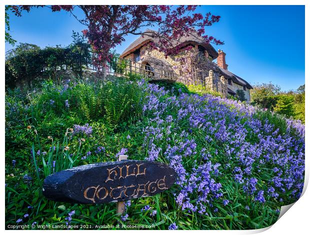 Hill Cottage Bluebells Print by Wight Landscapes