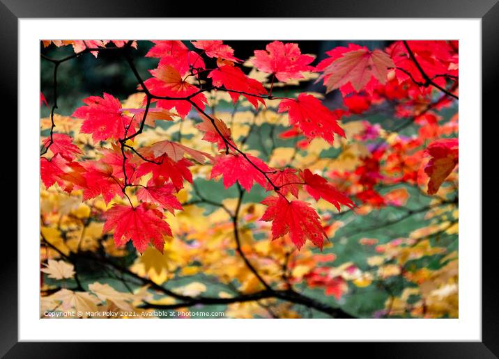 Crimson Leaves at the Close of the Year Framed Mounted Print by Mark Poley