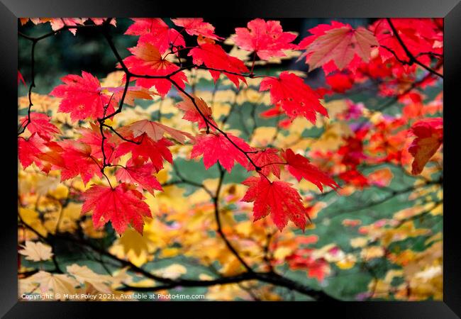 Crimson Leaves at the Close of the Year Framed Print by Mark Poley