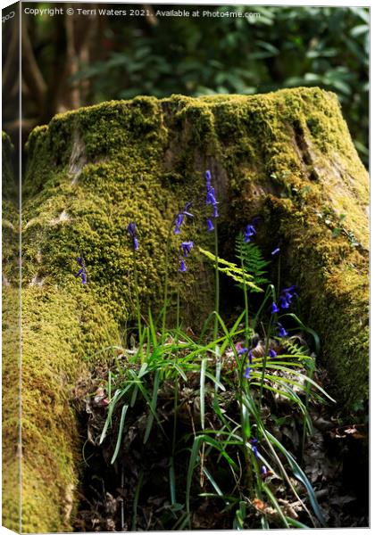A Mossy Stump With Bluebells Canvas Print by Terri Waters