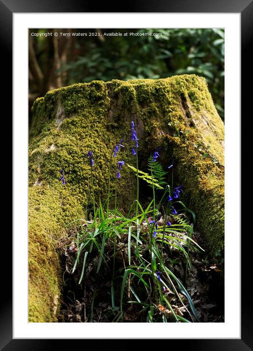 A Mossy Stump With Bluebells Framed Mounted Print by Terri Waters