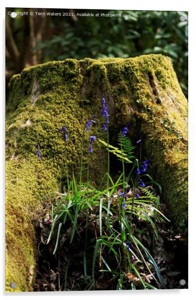 A Mossy Stump With Bluebells Acrylic by Terri Waters