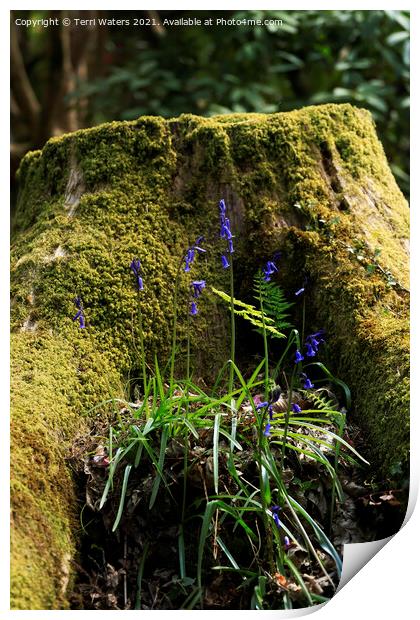 A Mossy Stump With Bluebells Print by Terri Waters