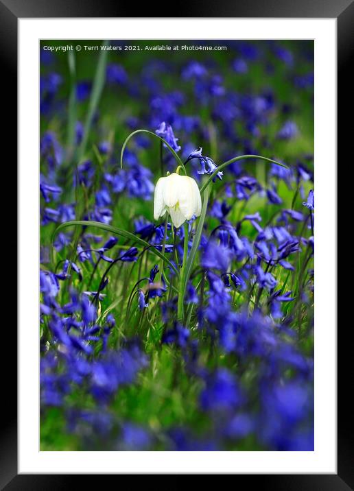 Dare To Be Different Framed Mounted Print by Terri Waters