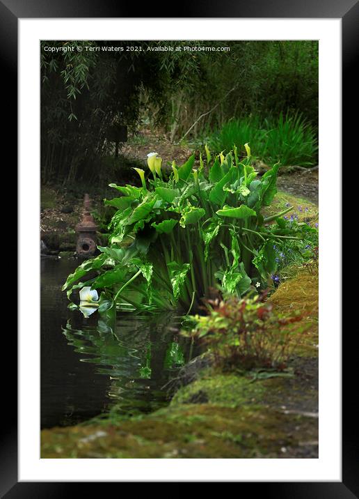 Lilies at Enys House Pond Framed Mounted Print by Terri Waters