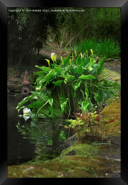 Lilies at Enys House Pond Framed Print by Terri Waters