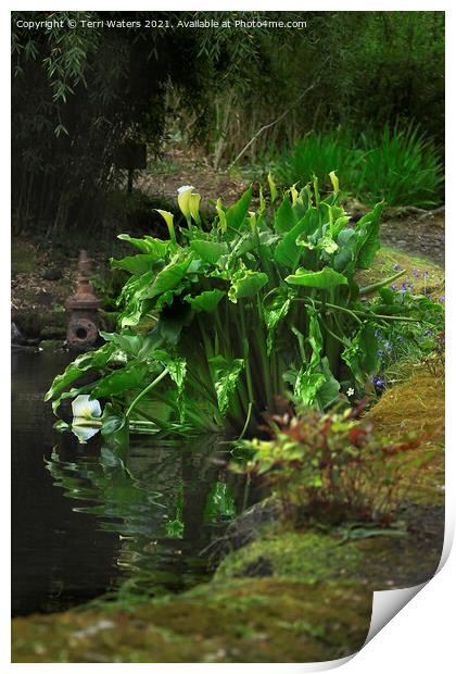 Lilies at Enys House Pond Print by Terri Waters