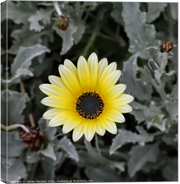 White and yellow daisy Canvas Print by Adrian Paulsen