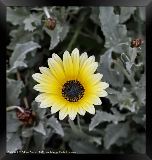 White and yellow daisy Framed Print by Adrian Paulsen