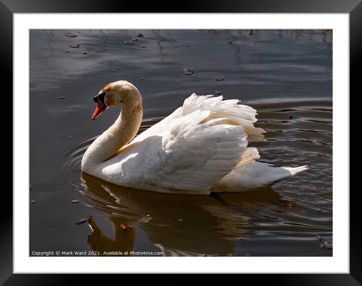 Gliding Swan Framed Mounted Print by Mark Ward