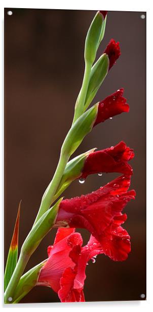 Gladiolus Acrylic by T R   Bala subramanyam