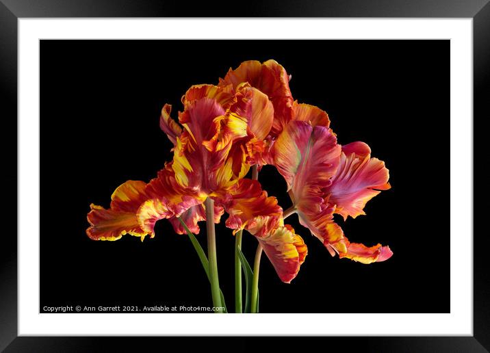 Rasta Parrot Tulips Framed Mounted Print by Ann Garrett