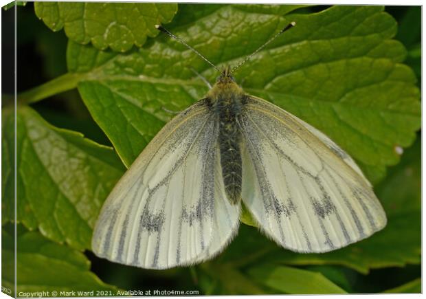 Small White Butterfly. Canvas Print by Mark Ward