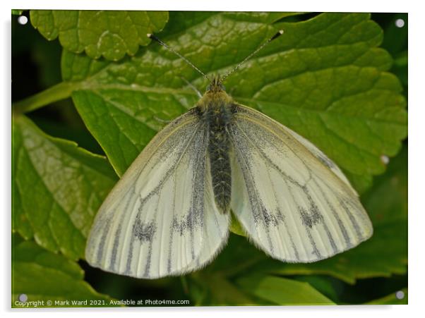 Small White Butterfly. Acrylic by Mark Ward
