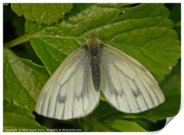 Small White Butterfly. Print by Mark Ward