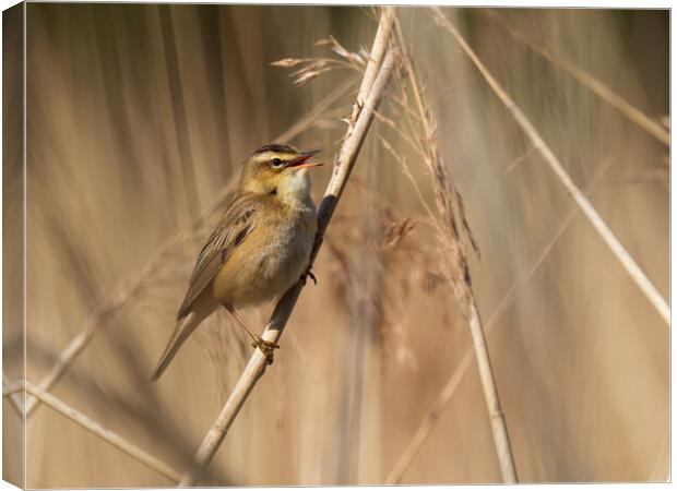 Sedge Warbler. Canvas Print by Tommy Dickson