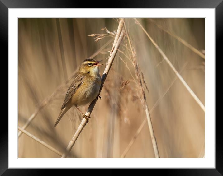 Sedge Warbler. Framed Mounted Print by Tommy Dickson