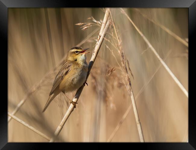 Sedge Warbler. Framed Print by Tommy Dickson