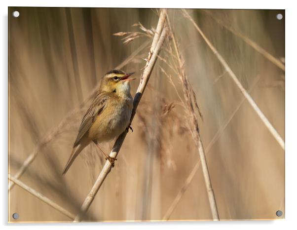 Sedge Warbler. Acrylic by Tommy Dickson