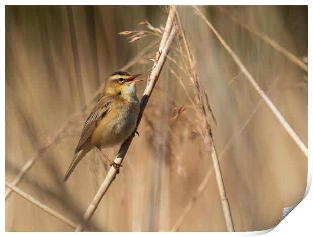 Sedge Warbler. Print by Tommy Dickson