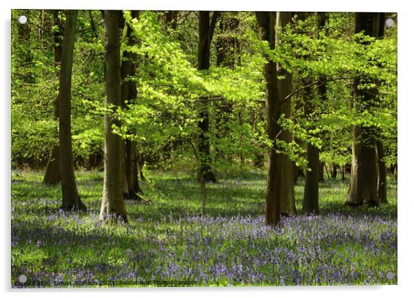 Sunlit Leaves and bluebells Acrylic by Simon Johnson