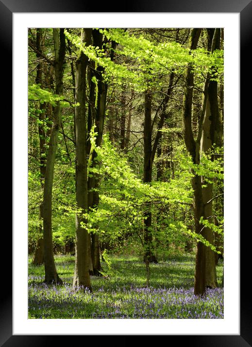 Spring woodland Framed Mounted Print by Simon Johnson