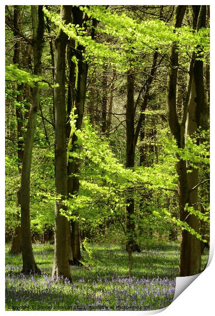 Spring woodland Print by Simon Johnson