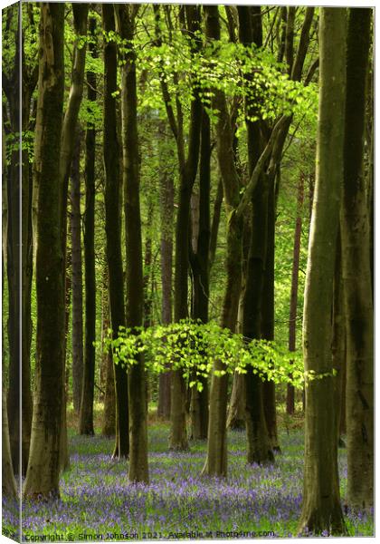 sunlit woodland Canvas Print by Simon Johnson