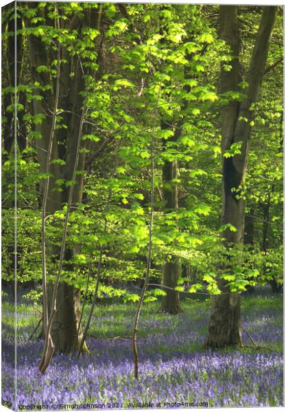 Sunlit leaves and bluebells Canvas Print by Simon Johnson