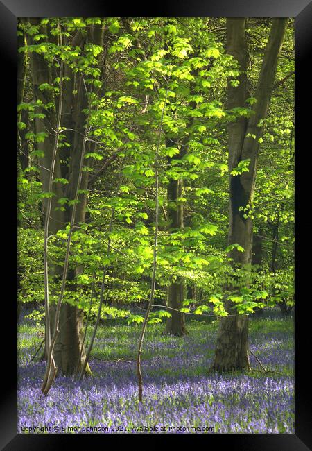 Sunlit leaves and bluebells Framed Print by Simon Johnson