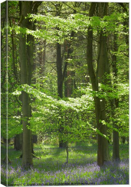 spring woodland bathed in sunlight Canvas Print by Simon Johnson