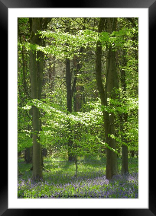 spring woodland bathed in sunlight Framed Mounted Print by Simon Johnson