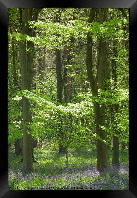 spring woodland bathed in sunlight Framed Print by Simon Johnson