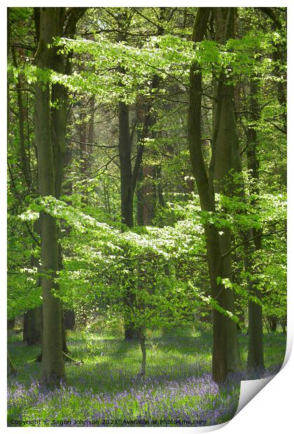 spring woodland bathed in sunlight Print by Simon Johnson