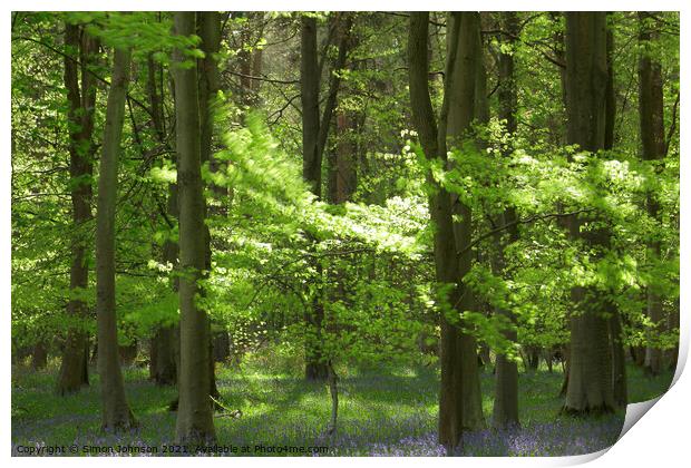 Sunlit woodland Print by Simon Johnson