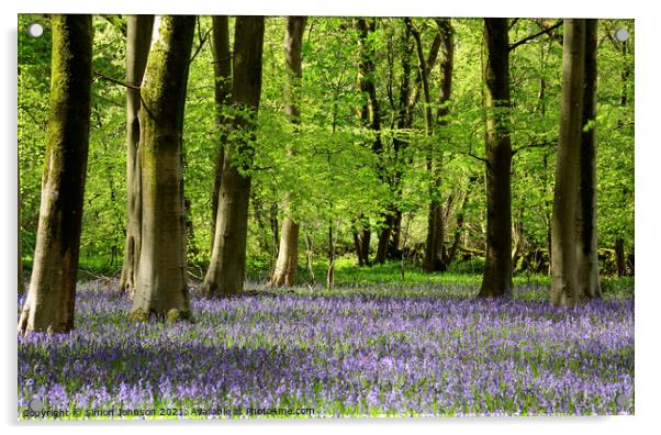 Bluebell Wood Acrylic by Simon Johnson