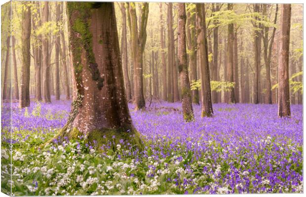 Bluebell Wood Canvas Print by David Semmens