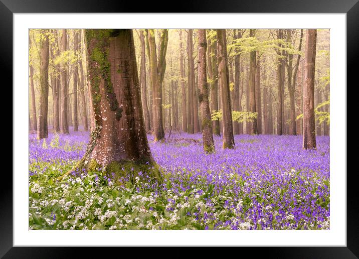 Bluebell Wood Framed Mounted Print by David Semmens