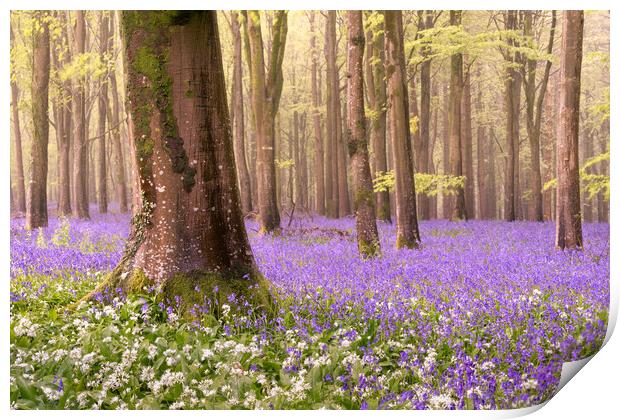 Bluebell Wood Print by David Semmens