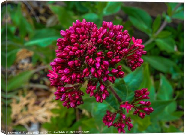 Red Valerian Canvas Print by Jane Metters