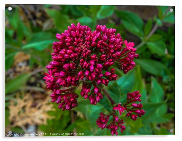 Red Valerian Acrylic by Jane Metters