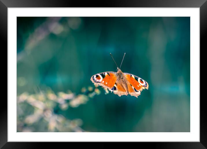 Peacock Butterfly Framed Mounted Print by Mark Jones