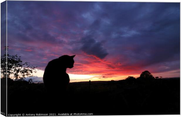 Majestic Black Cat Gazing at the Sunset Canvas Print by Antony Robinson