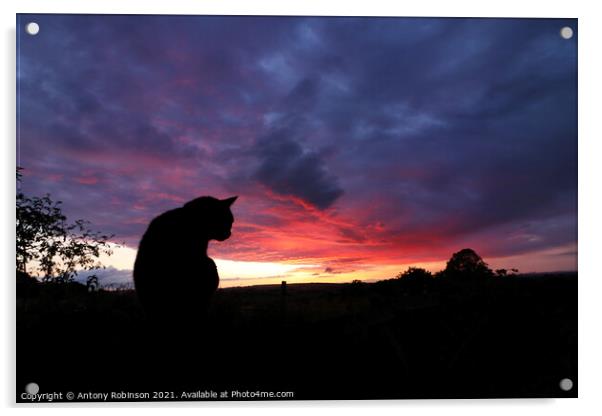 Majestic Black Cat Gazing at the Sunset Acrylic by Antony Robinson