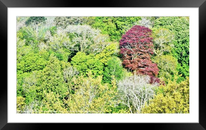 Menabilly Spring, Cornwall. Framed Mounted Print by Neil Mottershead