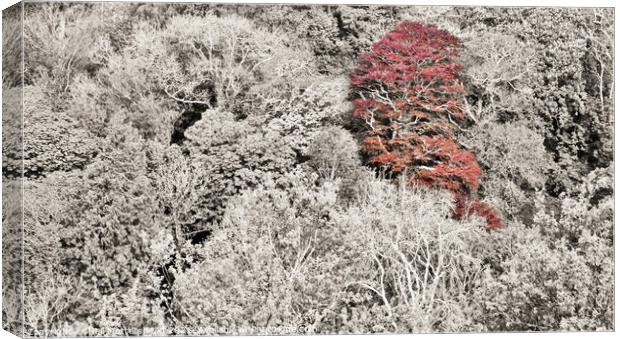 The Red Tree, Menabilly, Cornwall. Canvas Print by Neil Mottershead