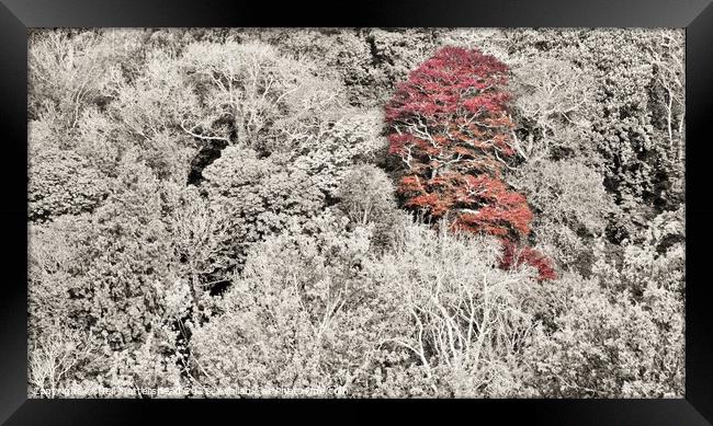 The Red Tree, Menabilly, Cornwall. Framed Print by Neil Mottershead