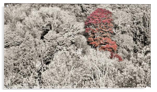 The Red Tree, Menabilly, Cornwall. Acrylic by Neil Mottershead