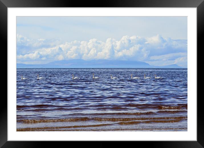 Line of swans in Ayr bay Framed Mounted Print by Allan Durward Photography