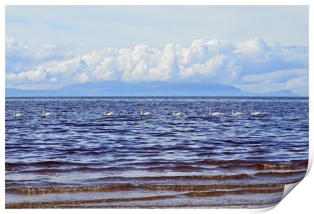 Line of swans in Ayr bay Print by Allan Durward Photography